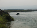 Elefant bei der Flussüberquerung
