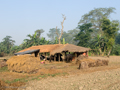 Bauernhof in Sauraha