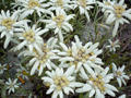 Edelweiss, Edelweiss, Edelweiss